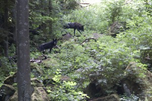 Diese Wölfe wurden in der Nähe von Gerolstein fotografiert, genauer: im Adler- und Wolfspark Kasselburg. Bild: Michael Thalken/epa