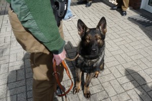 Diensthund "Iceman" stellte Dieseldiebe. Foto: Kreispolizei Euskirchen