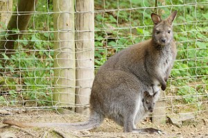 Das kleine Wallaby Känguru Junge fühlt sich bei der Mutter wohl. Bild: Eifelpark Gondorf