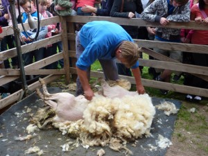 Wie Schafe nach traditioneller und heutiger Art geschoren werden, kann man im LVR-Freilichtmuseum Kommern erleben. Bild: Michael H. Faber