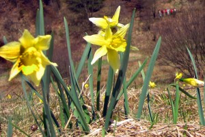 Eine "Pflichtveranstaltung" im Frühling: Die Narzissenblüte im Oleftal. Bild: Michael Thalken/Eifeler Presse Agentur/epa