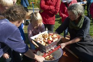 Beim Apfelfest kann man auch mitgebrachte Apfelsorten bestimmen lassen. Hans-Theo Gerhards/LVR