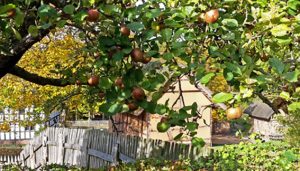 Wer eine gute Ernte wünscht, sollte sich mit dem Beschnitt von Obstbäumen auskennen. Foto: Ute Herborg/LVR