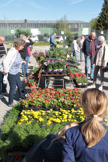 NEW-Blumenmarkt in Kall fand bei schönstem Wetter statt - Eifeler Presse Agentur - Nachrichten