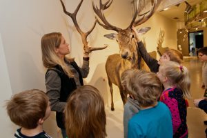  Aus nächster Nähe, das größte einheimische Säugetier fasziniert die Schulklasse in der Ausstellung “Wildnis(t)räume“. Bild: Roman Hövel/Vogelsang IP GmbH