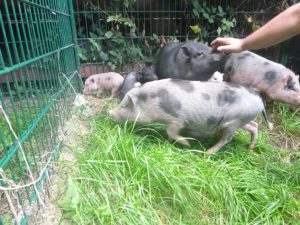 Im mehrfachen Wortsinn eine Sauerei: Diese Mini-Schweine wurden ausgesetzt. Foto: Tierheim Mechernich