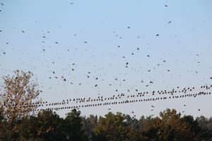 Im Herbst machen sich die Vögel für den Abflug bereit. Hier sind es Stare, die Richtung Süden ziehen wollen. Bild: NABU Euskirchen