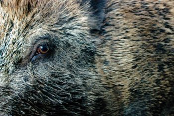 Wildschweine richten auch im Umkreis des Nationalparks Eifel Schäden an. Bild: Michael Thalken/Eifeler Presse Agentur/epa