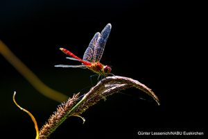 In der Schavener Heide kann man zahlreiche Libellenarten wie hier die Blutrote Heidelibelle beobachten. Foto: Günter Lessenich/NABU Euskirchen
