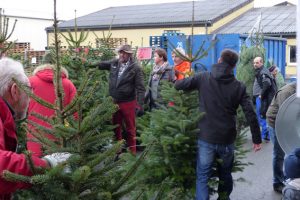 Frisch geschlagene Weihnachtsbäume gibt es alle Jahre wieder bei den NEW in Kuchenheim. Bild: NEW