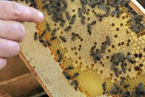 Wissenswertes über Bienen kann man am Internationalen Museumstag im LVR-Freilichtmuseum Kommern erfahren. Foto: Louisa Lang/LVR