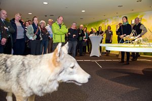 Die „Rückkehr des Wolfes nach NRW“ war das Schwerpunktthema in der Kommunikation der Nationalparkverwaltung in 2018. Rund um die gleichnamige Ausstellung des NABU wurde Raum für Diskussionen zu den unterschiedlichen Sichtweisen geschaffen. Foto: A. Simantke/Nationalparkverwaltung Eifel