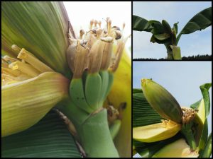 Eine Folge des Klimawandels? In Sötenich in der Eifel wachsen Bananen. Bild: Georg May 