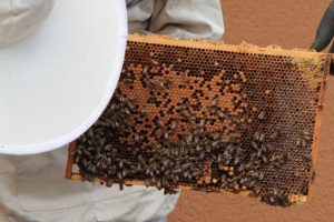 So manche Biene hat es sich auf dem Rahmen gemütlich gemacht und benötigt eine besondere Aufforderung, sich ein anderes Plätzchen zu suchen. Bild: Michael Thalken/Eifeler Presse Agentur/epa