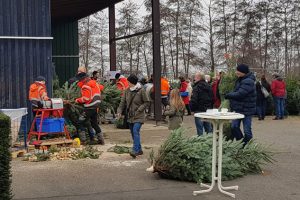 Frisch geschlagene Weihnachtsbäume aus der Eifel gibt es alle Jahre wieder bei den NEW. Bild: Tameer Gunnar Eden/Eifeler Presse Agentur/epa