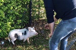 Das Hausschwein leistete bei seiner "Festnahme" keinen Widerstand. Foto: Polizei Euskirchen