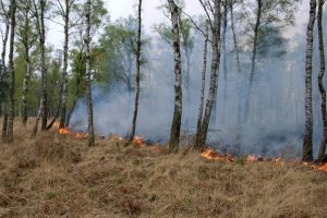 Die Waldbrandgefahr ist derzeit sehr hoch. Schon eine kleine Unachtsamkeit kann zur Katastrophe führen. Symbolfoto: Thomas-Hans Deckert / Wald und Holz NRW