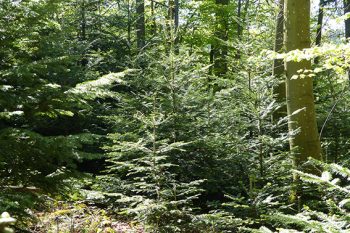 Welche Baumarten dem sich ändernden Klima gewachsen sind, will Förster Martin Lotze auf einer Wanderung erklären. Foto: Forstamt Gerolstein