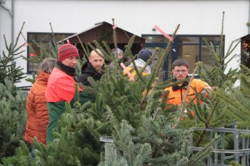 Seit 2019 werden auch am Standort der NEW in Kall frische Weihnachtsbäume angeboten. Archivbild: Michael Thalken/Eifeler Presse Agentur/epa