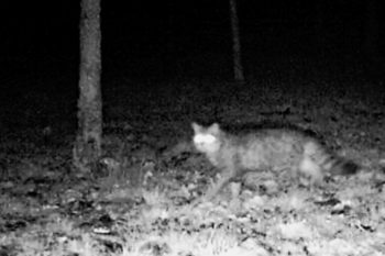 Eine Wildkatze wurde im LVR-Freilichtmuseum Kommern gesichtet. Foto: Vanessa Sterner/LVR