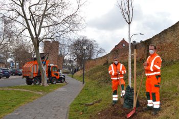 Andreas Zimmer und Andreas Virnich vom Zülpicher Baubetriebshof pflanzen die neuen Bäume im Stadtgebiet. Bild: Julia Schneider/Stadt Zülpich
