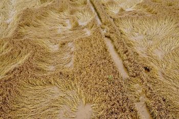 Starkregen hat unter anderem auch das Getreide auf den Feldern niedergedrückt. Foto: Degenhard Neisse