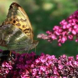 Der Kaisermantel (Argynnis paphia) wurde dieses Jahr zum Schmetterling des Jahres gekürt und findet sich vor allem in Waldnähe. Bild: Anna Thalken/Eifeler Presse Agentur/epa