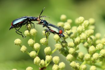 Käfer, wie dieser Zweifarbige Zipfelkäfer (Malachius bipustulatus), gehören zur artenreichsten Insektengruppe weltweit. Sie zu bestimmen ist eine Herausforderung. Bild: Anna Thalken/Eifeler Presse Agentur/epa