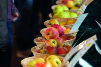 Ein Highlight: Die Apfelsortenausstellung im Tanzsaal. Foto: Hans-Theo Gerhards/LVR