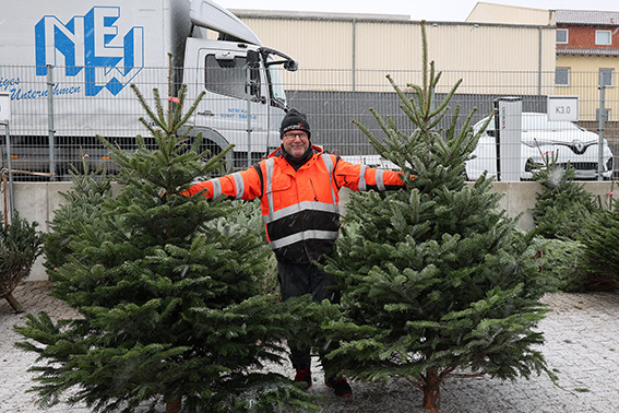 An den Standorten der NE.W in Kall und Kuchenheim werden frisch geschlagene Weihnachtsbäume angeboten. Archivbild: Michael Thalken/Eifeler Presse Agentur/epa