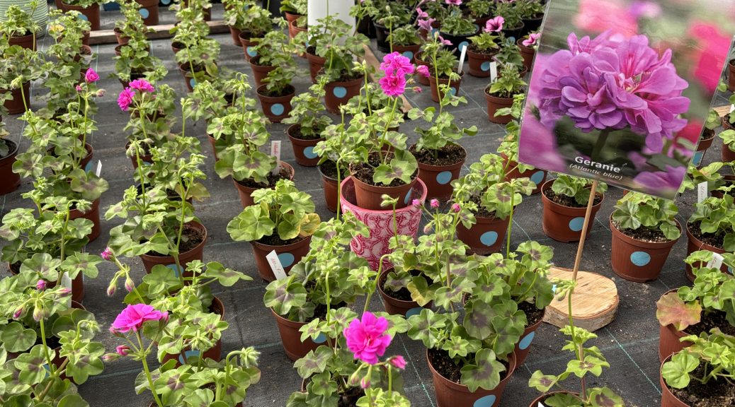 Auf dem Frühlingsmarkt der NE.W in Kuchenheim kann man Geranien, Tomaten, Sonnenblumen und andere Gewächse erwerben. Bild: Andreas Winkelhag/NE.W