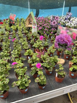 Auf dem Frühlingsmarkt der NE.W in Kuchenheim kann man Geranien, Tomaten, Sonnenblumen und andere Gewächse erwerben. Bild: Andreas Winkelhag/NE.W