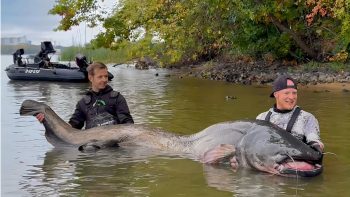 Fast drei Meter ist der Wels, den Oliver Schäfer (rechts) und sein Freund Kevin Cremers (links) an Land brachten. Copyright & Foto: mikado-total-fishing