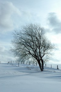 Der Winter lockt zu einem Spaziergang durch die Gemeinde Nettersheim. Bild: Uschi Mießeler/Gemeinde Nettersheim