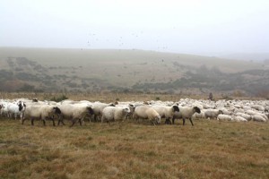 Seit fast 40 Jahren führt Peter Hilberath jedes Frühjahr seine Schafe – manchmal mit bis zu 800 Tieren - auf die Grünlandflächen der Dreiborner Hochfläche. Für den Nationalpark und seine Besucher halten die Tiere die Flächen frei von Bewuchs. (Bild: Nationalparkverwaltung Eifel) 