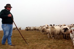 Schafhalter Peter Hilberath passt sich den hohen Anforderungen des Nationalparks an und stellt seinen Betreib auf ökologische Landbewirtschaftung nach EG-Vorgaben um. (Bild: Nationalparkverwaltung Eifel)