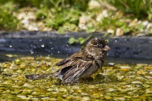 Badespaß ist für die heimischen Vogelarten wie hier für den Sperling nicht nur Hygiene, sondern auch Trinkgelegenheit in trockenen Sommern. Foto: G.Lessenich/NABU Euskirchen
