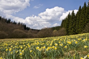 Selbstverständlich gehört auch die Narzissenblüte zu den Höhepunkten des Nordeifel-Frühlings. Bild: Raimund Knauf/Naturpark Hohes Venn/Eifel