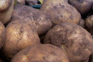 Aufgrund des kalten Frühjahrs gibt es in diesem Jahr Einbußen bei der Kartoffelernte. Archivbild: Michael Thalken/Eifeler Presse Agentur/epa