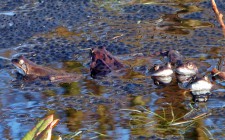 Damit sich die Amphibien in den Flachgewässern paaren können, müssen sie erst einmam bis dort hingelangen. Archivbild: Michael Thalken(Eifeler Presse Agentur/epa