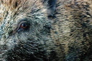 Ein Wildschwein sorgte in einem Wohngebiet in Kall für Aufregung. Symbolbild: Michael Thalken/Eifeler Presse Agentur/epa